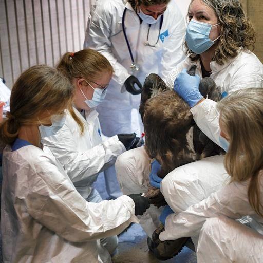 New vaccine expected to give endangered California condors protection against deadly bird flu